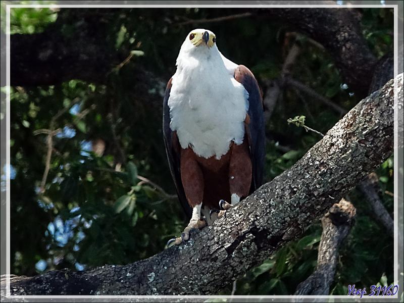 Pygargue vocifère ou Aigle pêcheur, African Fish Eagle (Haliaeetus vocifer)