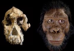 Prémices de l'Humanité en Afrique