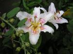 Fleurs_du_jardin_ete_2008_003