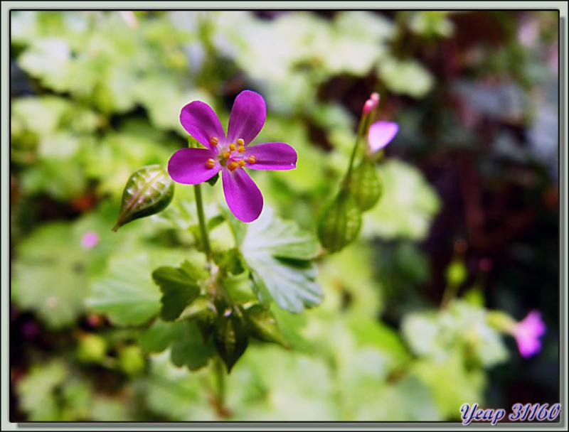 Géranium luisant (Geranium lucidum) - Galiè - 31  (Flore)