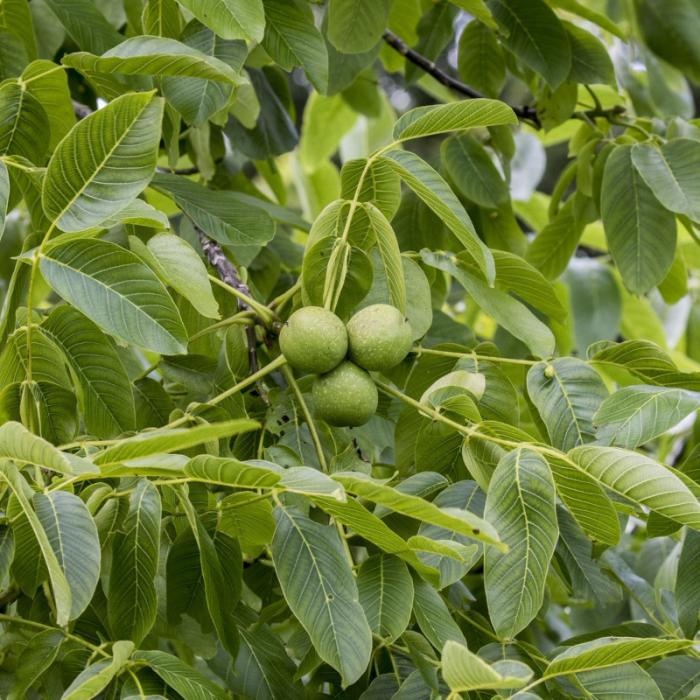 Fruits du mois de septembre
