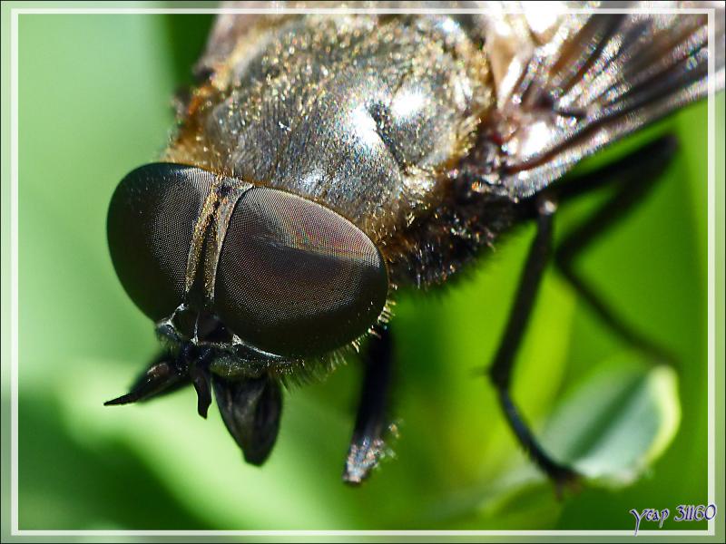 Gros taon femelle (Tabanus sp.) - Lartigau - Milhas - 31