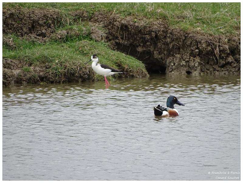 Canard souchet 