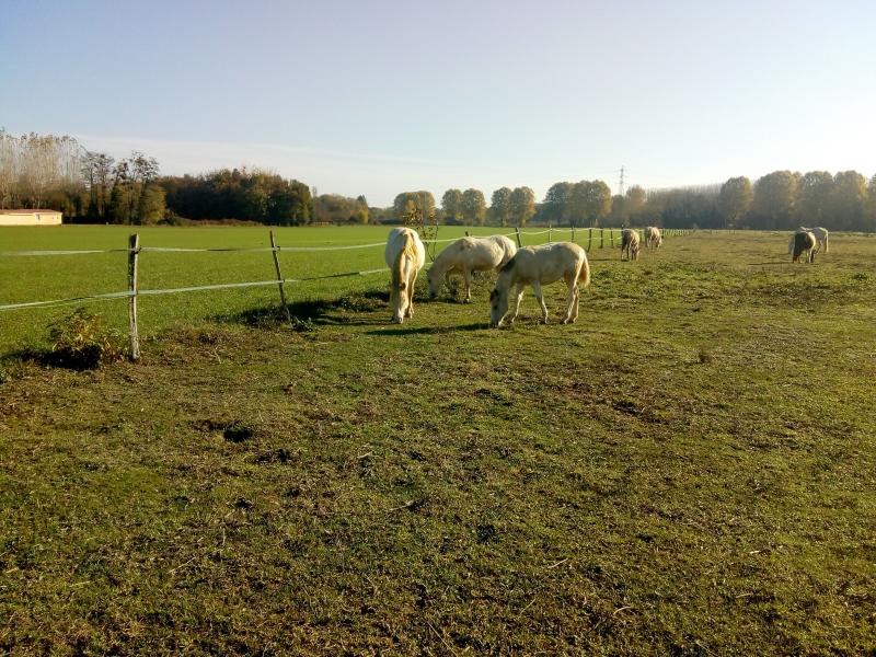 ce Samedi j'ai rendu visite aux chevaux