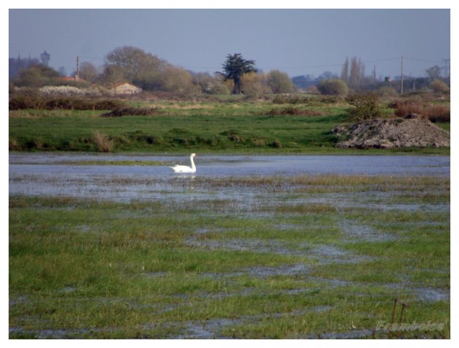 Cygnes dans le marais breton