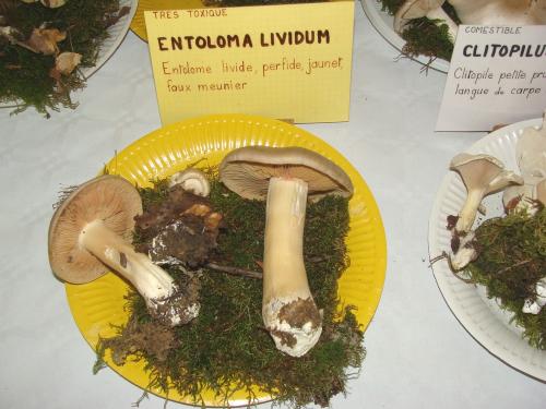 L'exposition mycologique à Châtillon sur Seine