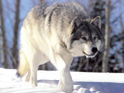 Loups de Sibérie (Canis lupus albus)