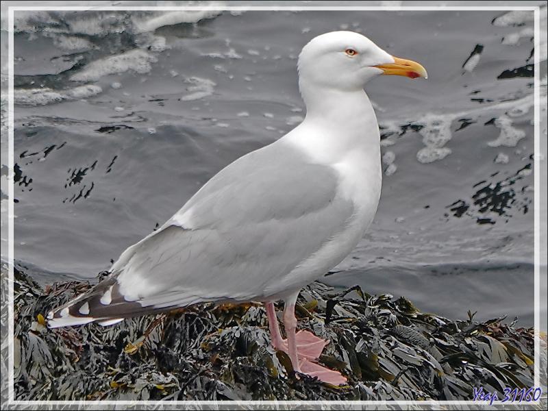 07/06/2023 : galets, Grands Corbeaux et petite flore vers les falaises de Reykjanesviti - Péninsule de Reykjanes - Islande