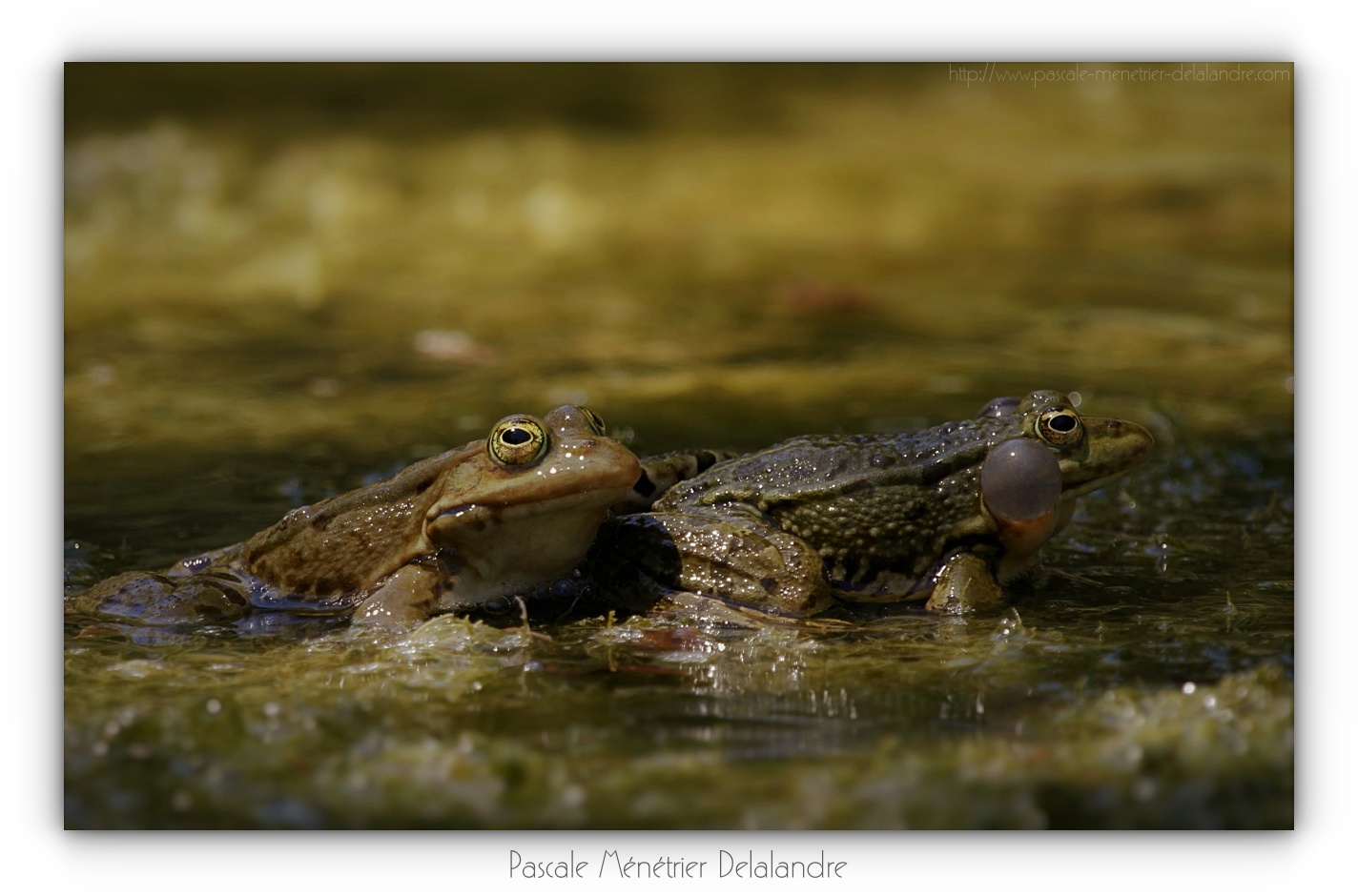 Grenouille rieuse - Pélophylax ridibundus
