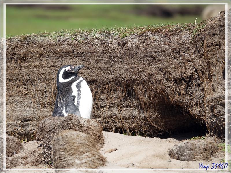 Manchot de Magellan, Magellanic Penguin (Spheniscus magellanicus) - The Neck (Le Détroit) - Saunders Island - Falkland (Malvinas, Malouines) - Grande-Bretagne