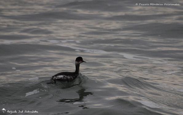 Grèbes à cou noir