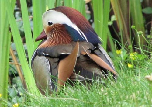 ... un bien joli canard...