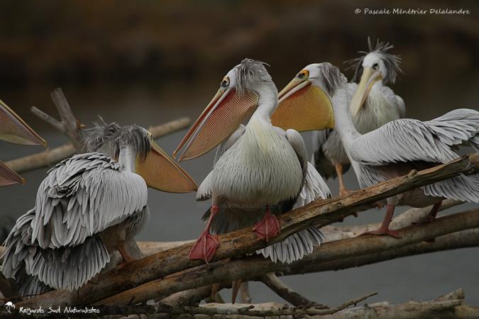 Pélican gris (ou Pélican à dos rosé)