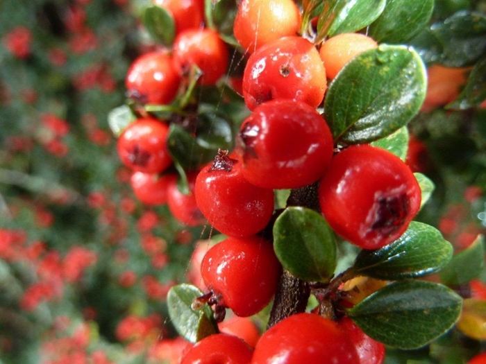 Le cotonéaster ...