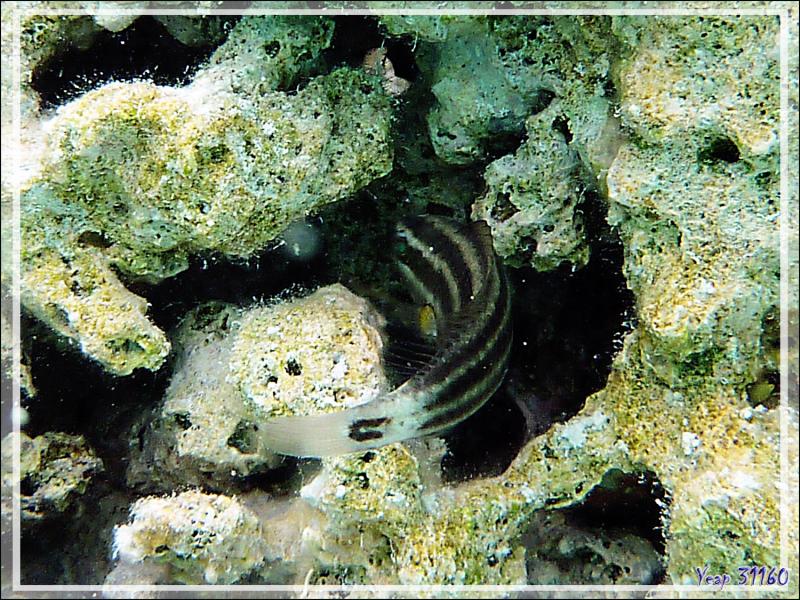 Peut-être juvénile de poisson-perroquet brûlé (Chlorurus sordidus) - Lagon bleu - Atoll de Fakarava - Tuamotu - Polynésie française