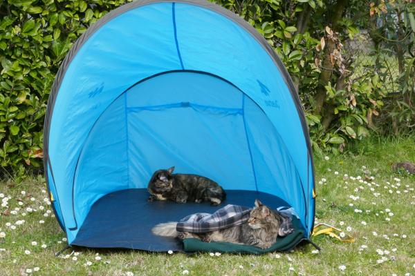 Abri-chat de jardin et nouvelles en vrac