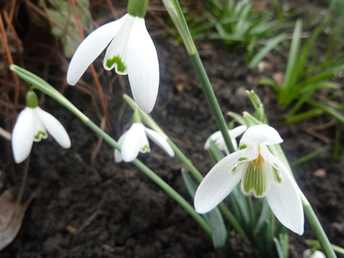 Le Galanthus ? ...