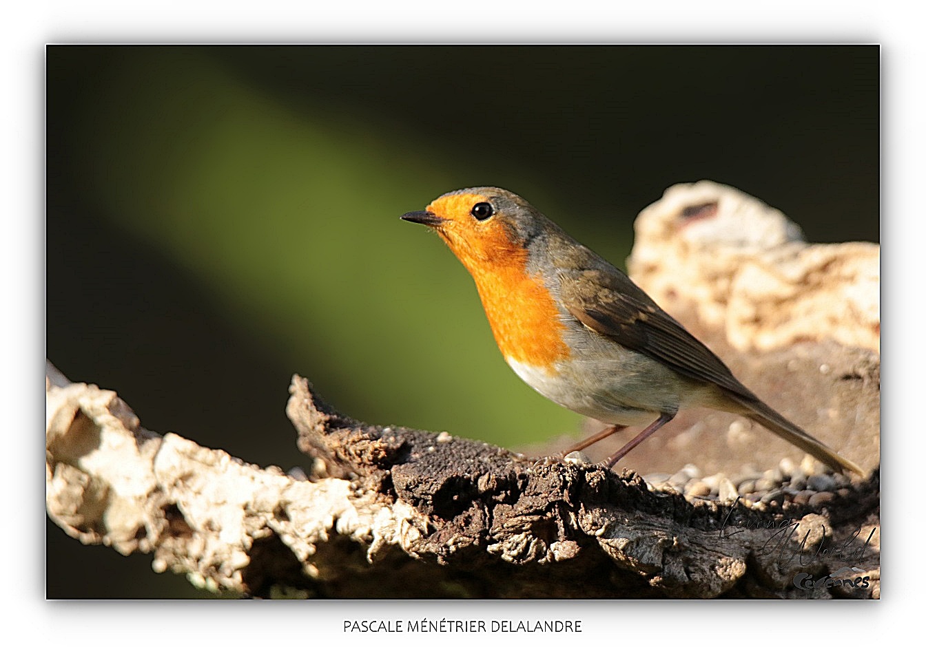 Robin au refuge