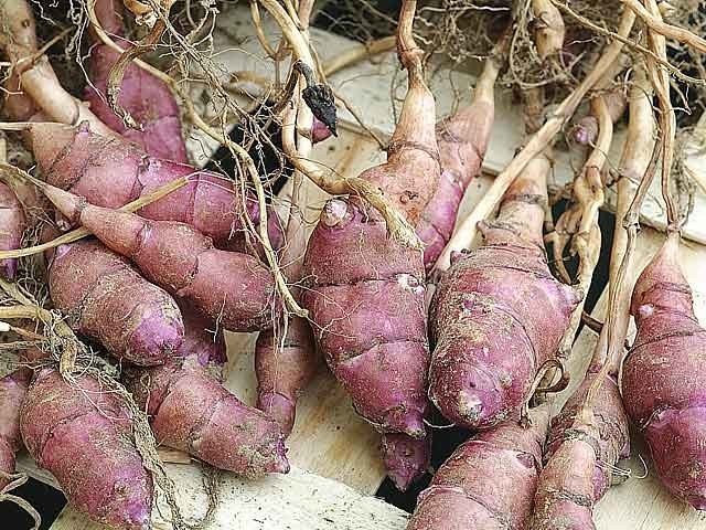 Légumes du mois de Février