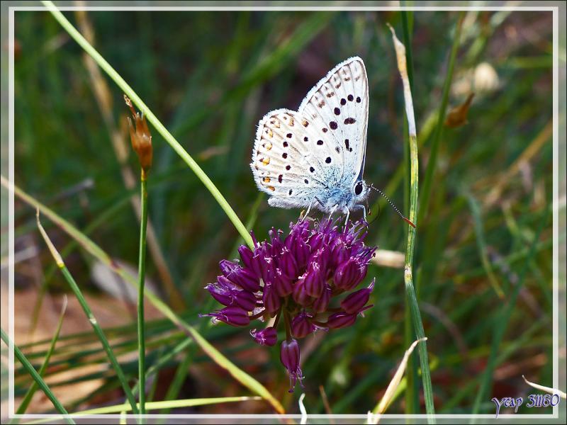 Papillon Bleu nacré espagnol (Polyommatus hispanus) - Congost de Mont-Rebei - Aragon/Catalogne - Espagne