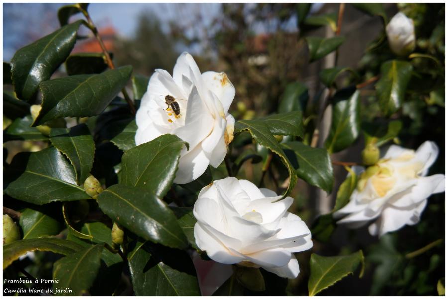 Camélia du jardin 