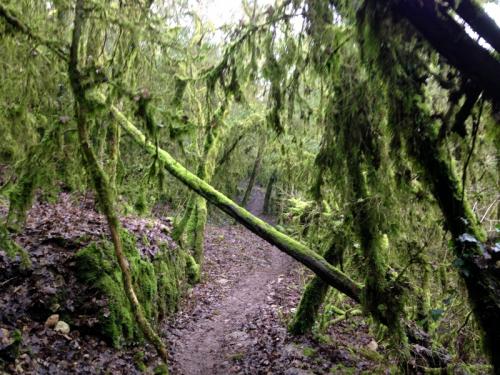 "Combe à La Serpent" - Mercredi 27 janvier 2016