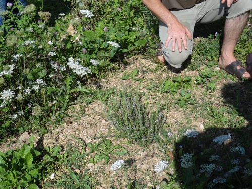 Un botaniste à Villemervry