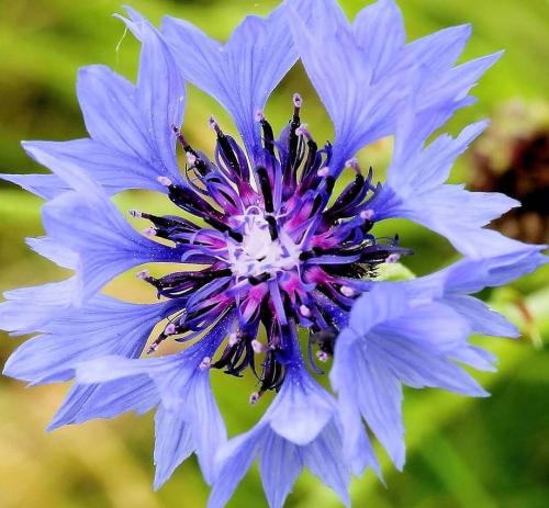 Fleurs cultivées : Bleuet