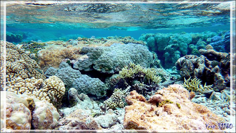 Ambiance et couleurs sous-marines - Atoll de Fakarava - Tuamotu - Polynésie française