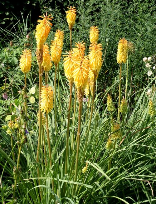 Fleurs cultuvées : Kniphofia