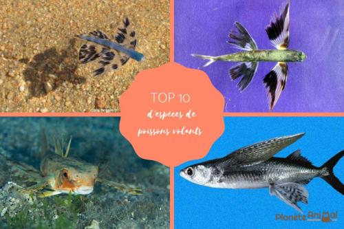 Exposé sur le poisson volant