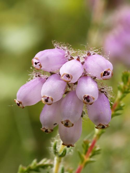Vertus médicinales des plantes sauvages : Bruyère