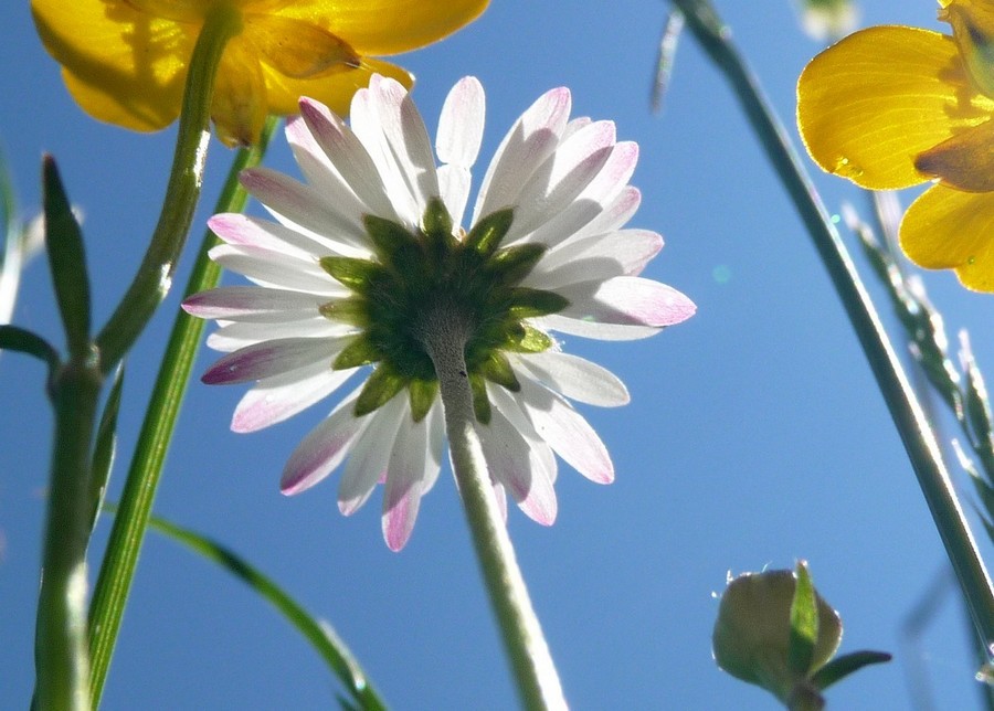 Pour le sourire de deux enfants ... et plus ...