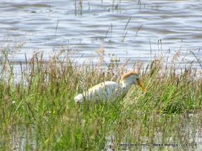 Le marais mainguy après le déluge 