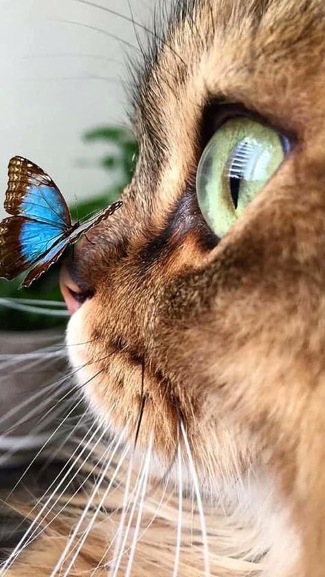 Chats marrants