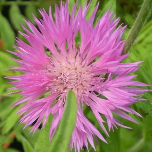 Fleurs cultivées : Bleuet
