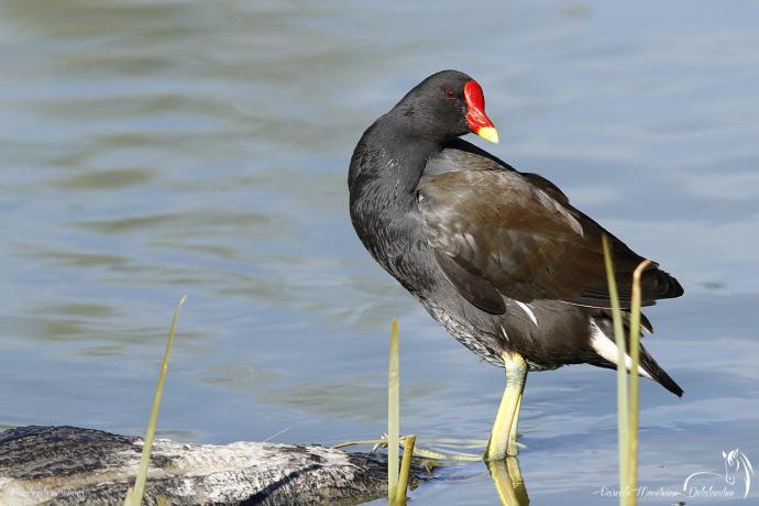 Gallinule poule-d'eau