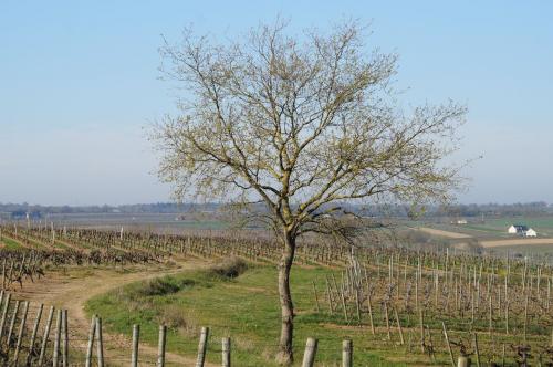 Saint Aubin de Luigné: variante Chaume