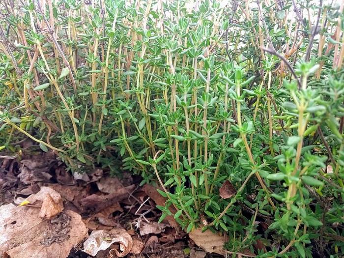 Plantes aromatiques 2ème partie