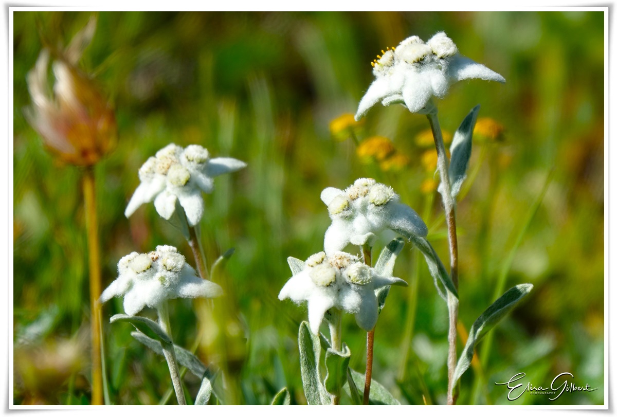 A la rencontre de l'Edelweiss