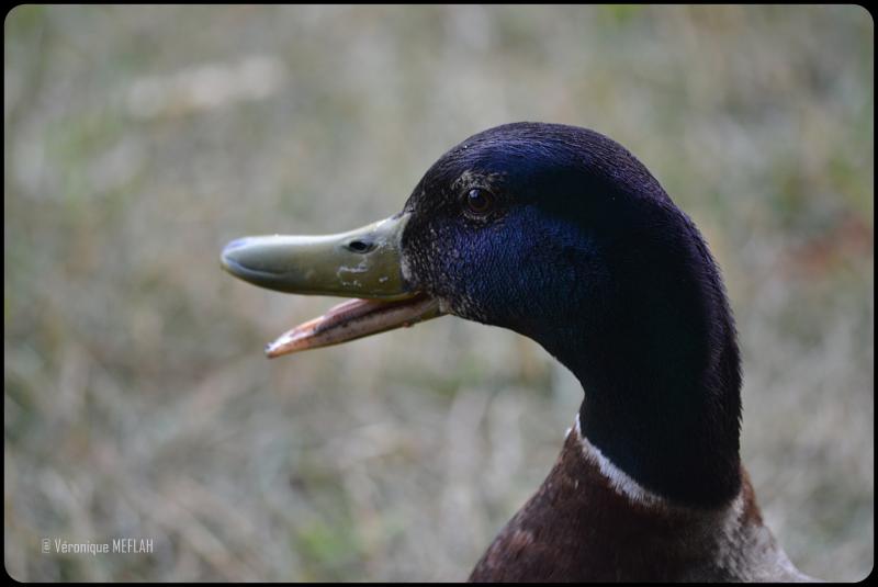 Rambouillet : Le canard Colvert