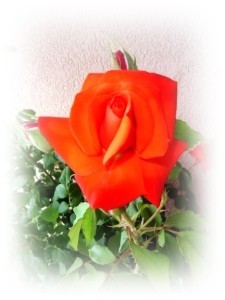 rose au 8 juin 2012