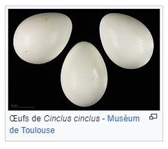 Repas de Cincle plongeur