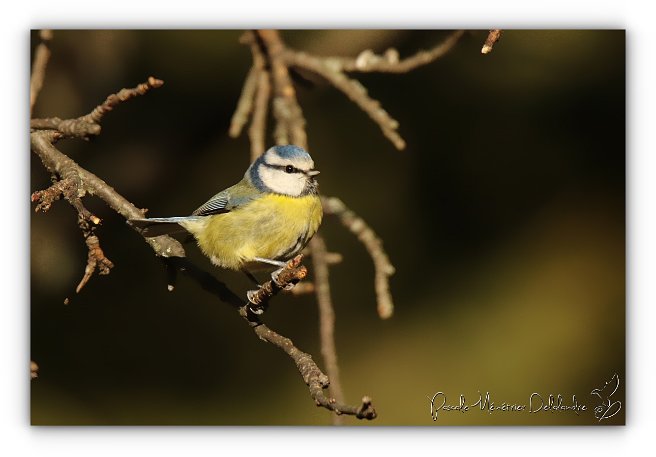 Les petites bleues