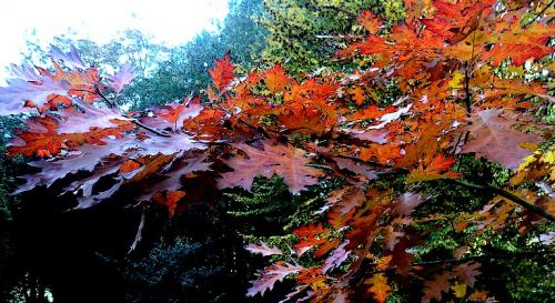  * Automne au Domaine de Bourgogne à Estaimbourg