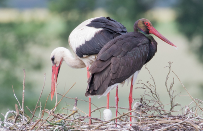 Poussins entre une cigogne blanche et une cigogne noire