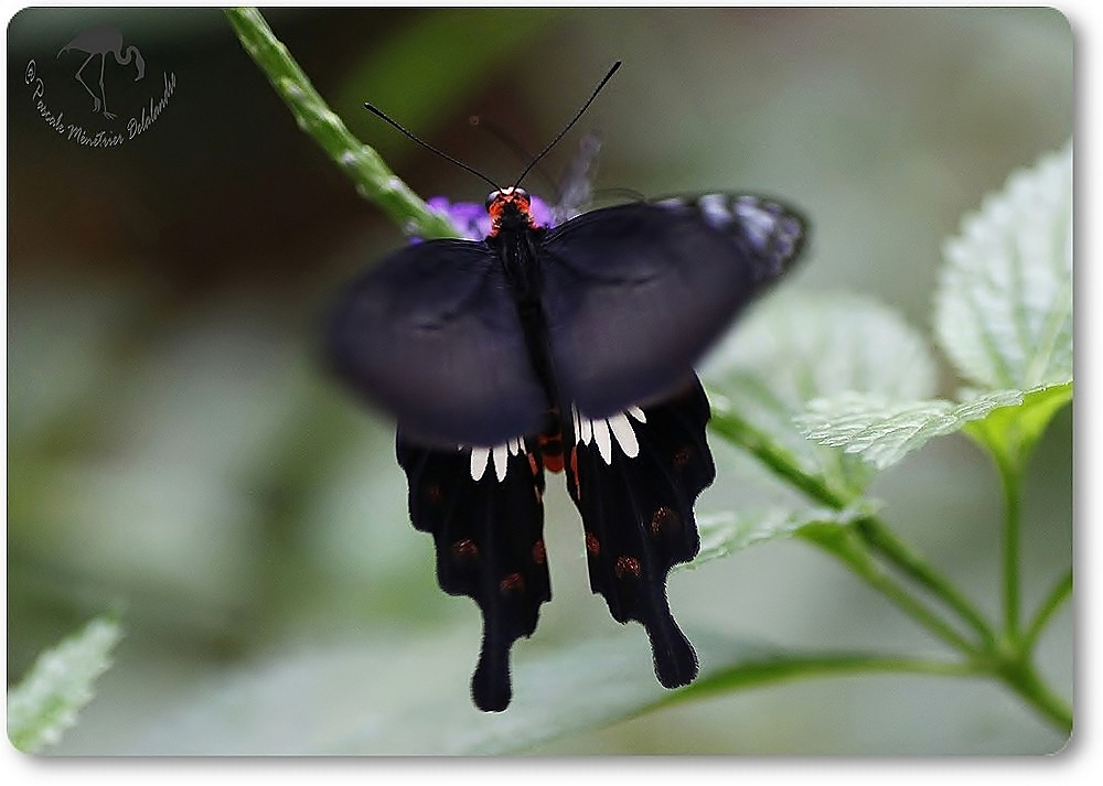 Atrophaneura aristolochiae - Asie du Sud et du sud est - Papilionidae