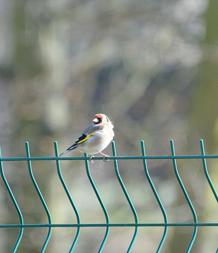 Les oiseaux de mon jardin !