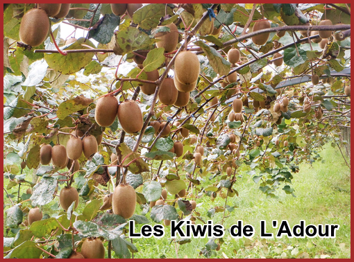 ⊱♥⊱╮ღ꧁  40 LES LANDES ꧂ღ ⊱♥≺  