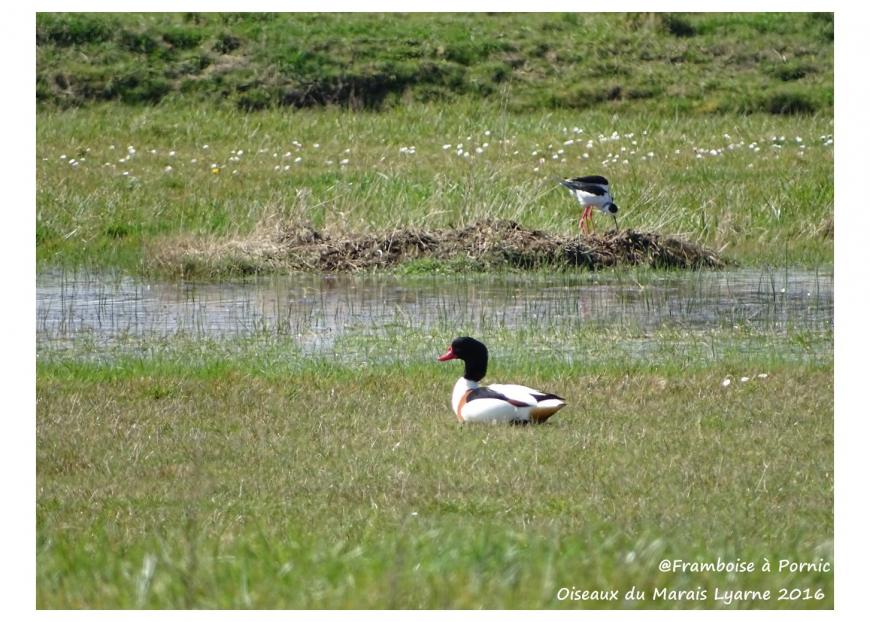 Tadorne de Belon - échasse blanche en couple
